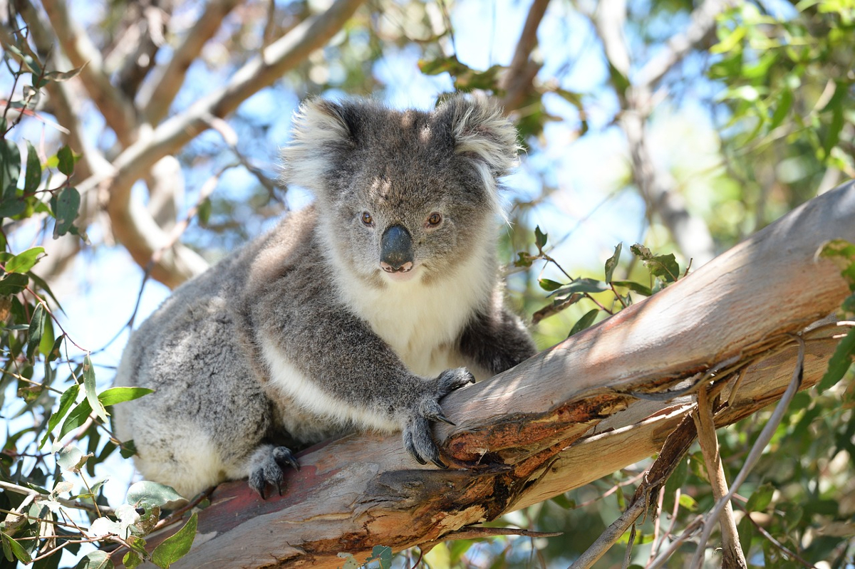 animales endémiques Australie