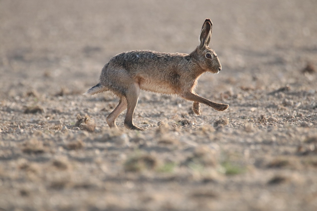 lapin volant